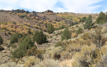 Researchers at the Reynolds Creek CZO site studied mountain big sagebrush.